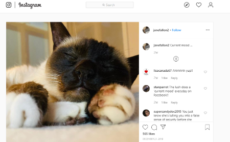 Ricky and Jane together own a cat.