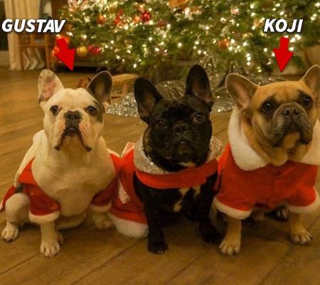 Lady Gaga's dogs went missing after her dog walker shooting; however, the stolen dogs are found safe and sound now.