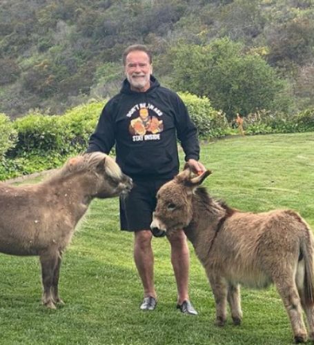 Arnold Schwarzenegger was engaged in a four-vehicle accident in Brentwood late Friday afternoon.